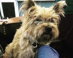 Cairn Terriers are considered to be very intelligent.
