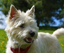 They can be vicious with other dogs and deadly with small pets and stray rodents.