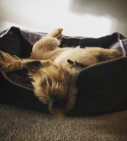 Cairn Terriers are very active dogs.