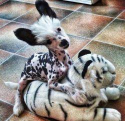 Some experts believe that this breed is just a smaller version of the African hairless dog.