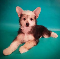 Chinese Crested dogs don’t have many health concerns.