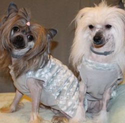 Chinese Crested can suffer from separation anxiety, which can lead to barking and destructive ha ...