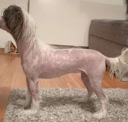  This breed is famous for not being a yappy dog.