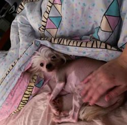 This breed’s small size makes it a great dog to carry around.