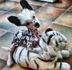 The hairless Crested is better known (who can forget a naked dog?)