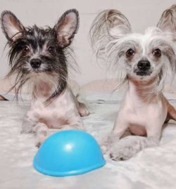 The Crested is lively, charming, and portable.