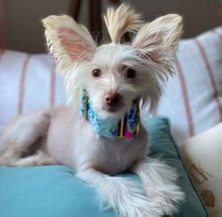  He’s a renowned lap dog, happiest when curled up with his family.