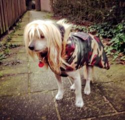 A hairless Chinese Crested can suffer from the cold.
