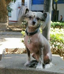 Chinese Cresteds come in two varieties, the hairless and the Powderpuff.