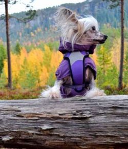 For this breed, sweaters are a necessity, not an affectation.