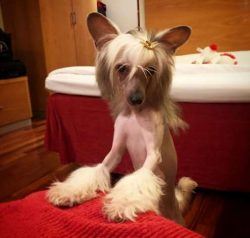 The Chinese Crested, a lively and alert toy breed.