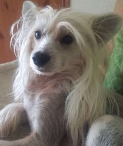 Cresteds are as fun as they look: playful, loving. 