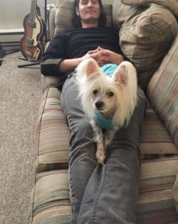 Some dogs are prone to getting overweight. 