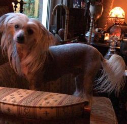 The Chinese Crested loves to spend time with his owner. 