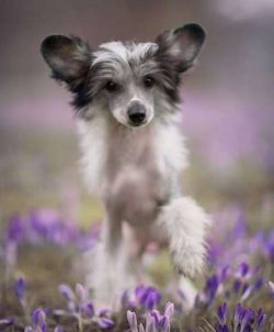  They’re descendants of African hairless dogs. 