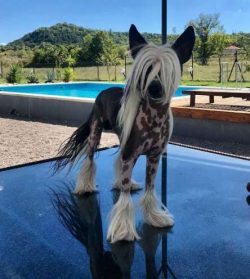 The Chinese crested comes in two varieties: hairless and powderpuff. 