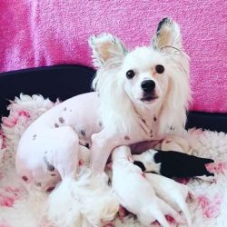 Chinese crested dogs’ feet are elongated. 