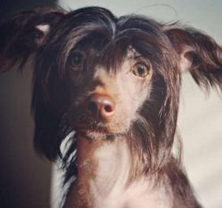 The Chinese Crested comes in a ton of different colors. 