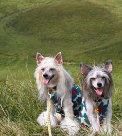 Chinese Cresteds have sweat glands and can cool down without panting.