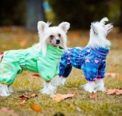 They’re Ugly Dog Competition champs.