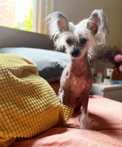 They are considered to be toy dogs.