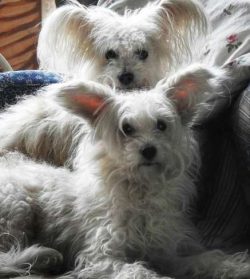 Chinese crested dogs are bred primarily to be pets, they are playful and active.