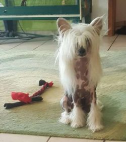The Chinese crested is a lively and loving dog.