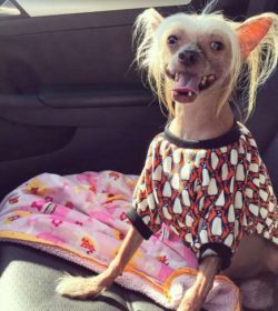 Two distinct varieties can be born in the same Chinese crested litter.