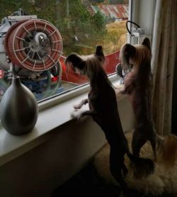They are not excellent watchdogs.