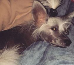 Happy and alert, these dogs make loving companions.