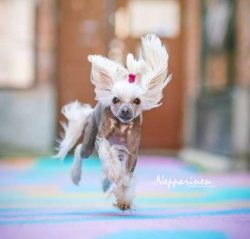 It is a very enegretic breed!