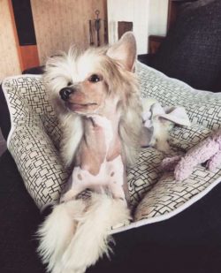 They’re descendants of African hairless dogs.