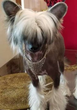 They are very fashionable.