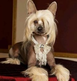 A Burlesque dancer helped make them famous.