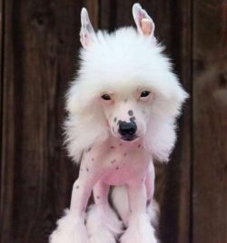 This breed is very elegant and slim.