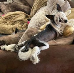 Their furry feet and flowy manes make them look like they were bred for an ‘80s hair commercial.