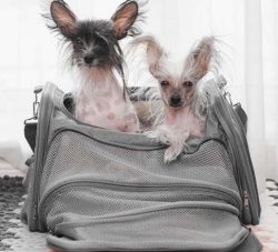 They may not enjoy running around outside as much as other dogs do, they give just as much affec ...