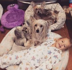They’re descendants of African hairless dogs.