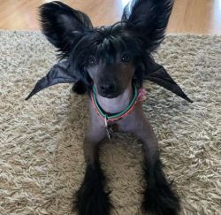 The Chinese Crested comes in two varieties: hairless and powderpuff.