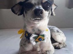 Chihuahua is an extremely small decorative dog. They are infinitely loyal to the host and are ex ...