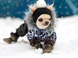 In relationships with larger dogs, they behave on an equal footing. It is common for a Chihuahua ...