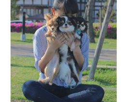 They are playful and active, but often require increased attention to their own person.