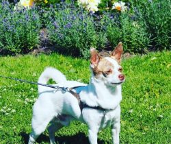 Experiencing strong affection for the owner and watching his every step.