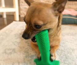 Chihuahuas fully mature by the first year of life.