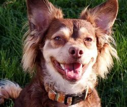 Chihuahua is easy to transport, they are glad to see him in all hotels offering accommodation wi ...