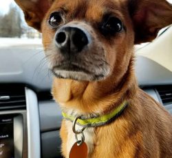 Recently, Chihuahuas have been actively conquering the world of gloss, driving around in celebri ...