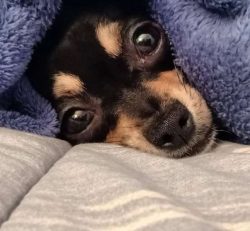 The name of the breed was given by the Mexican state of Chihuahua. It was from here that the com ...