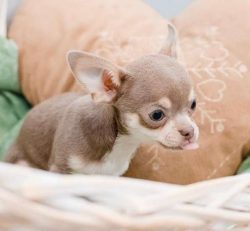 At first, dogs were named after the places where they were bought, for example “Arizona ...