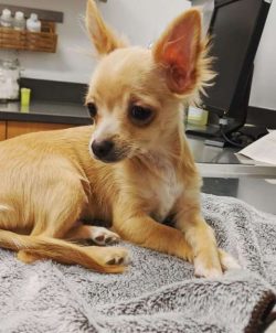 The appearance of modern Chihuahuas is partly the heritage of the ancient Techichi, partly the p ...