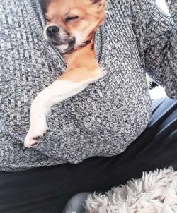 Chihuahua has a straight and scissor bite. The optimal number of teeth is 4 canines, 12 incisors ...